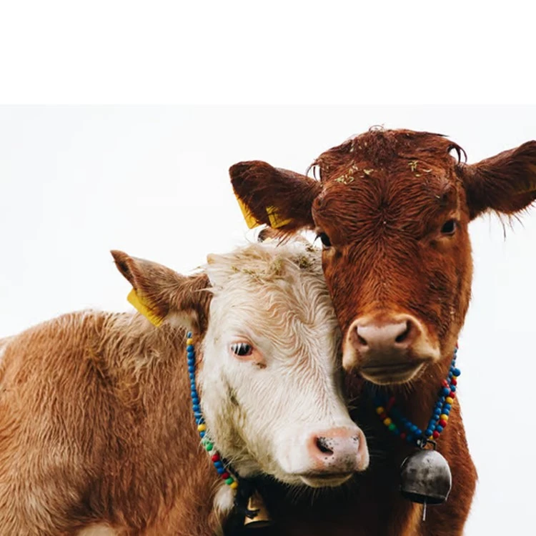 Veterinary Yinhuang Extract injection Veterinary Yinhuang Extract injection